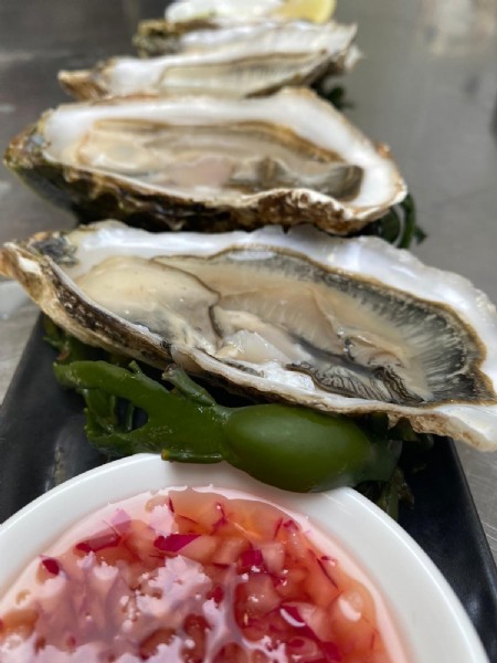 Oysters